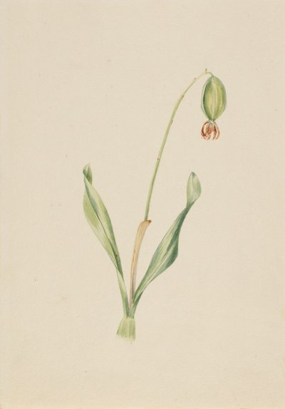 Untitled (Plant Study) by Mary Vaux Walcott