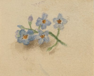 (Untitled) by Mary Vaux Walcott