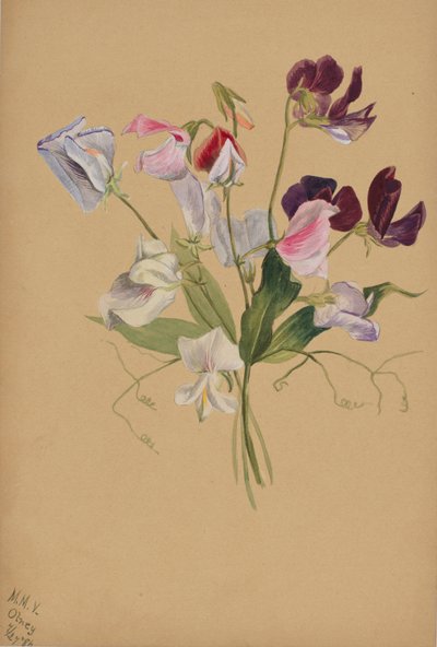 Untitled (Flower Study) by Mary Vaux Walcott