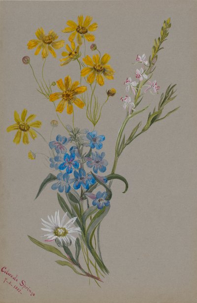 (Untitled, Group of Flowers) by Mary Vaux Walcott