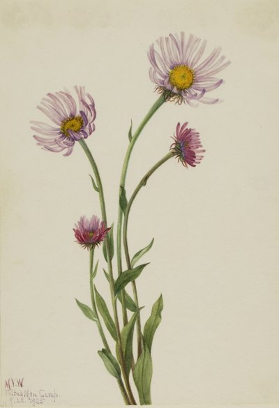 Alaska Fleabane by Mary Vaux Walcott