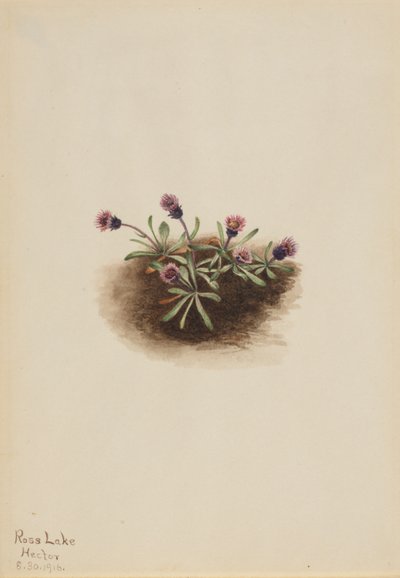 Alpine Fleabane by Mary Vaux Walcott