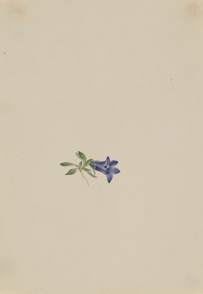 Alpine Harebell by Mary Vaux Walcott