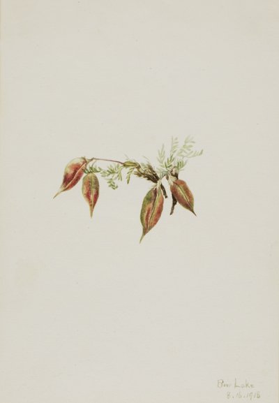 Alpine Pointvetch by Mary Vaux Walcott