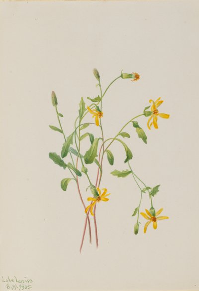 Alpine Ragwort by Mary Vaux Walcott