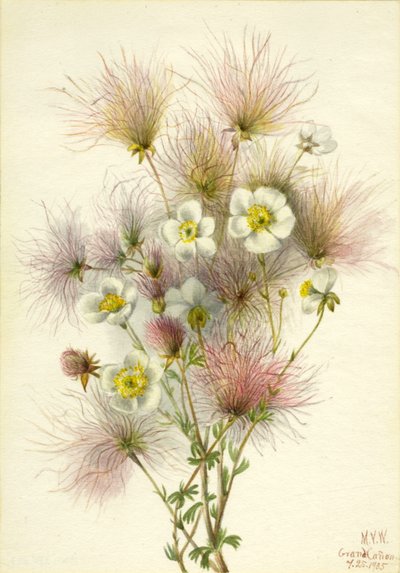 Apache Plume Fallugia paradoxa, 1935 by Mary Vaux Walcott