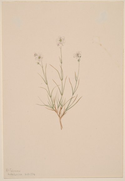 Arenaria formosa by Mary Vaux Walcott