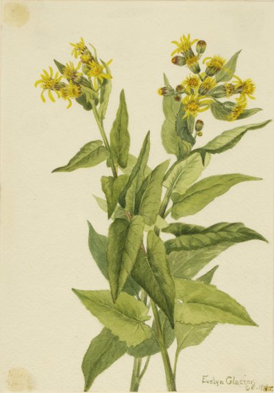 Arrowleaf Groundsel by Mary Vaux Walcott