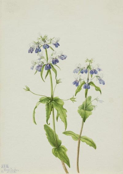 Blue-Eyed Mary by Mary Vaux Walcott