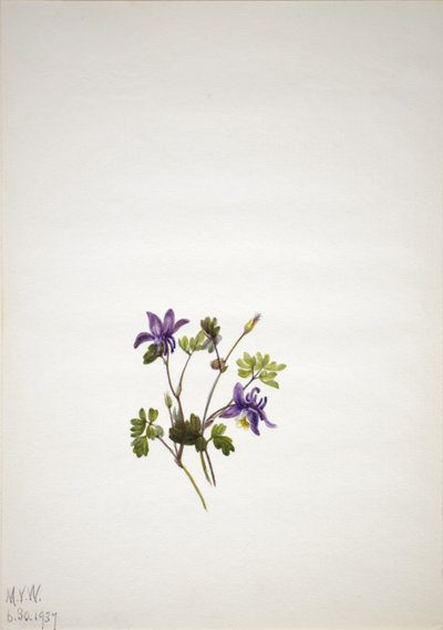 Blue Columbine by Mary Vaux Walcott