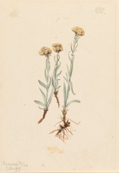 Buff Pussytoes by Mary Vaux Walcott