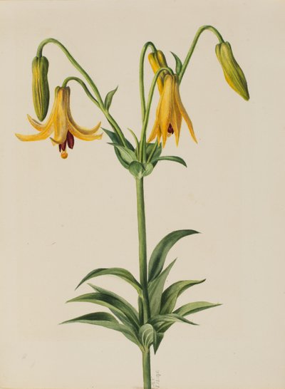 Canada Lily by Mary Vaux Walcott