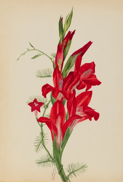 Cannas and Cypress Vine by Mary Vaux Walcott