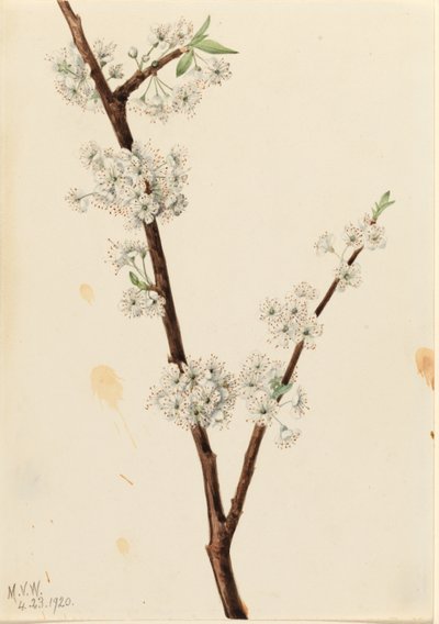 Chickasaw Plum by Mary Vaux Walcott