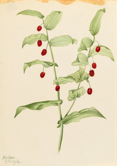 Clasping Twisted Stalk (Streptopus amplexifolius) by Mary Vaux Walcott