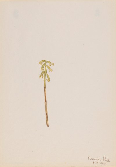 Coralroot (Corallorhiza corallorhiza) by Mary Vaux Walcott