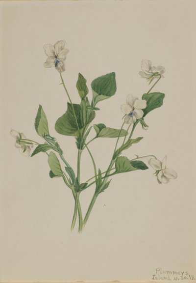 Cream Violet by Mary Vaux Walcott
