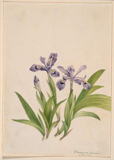 Crested Iris by Mary Vaux Walcott