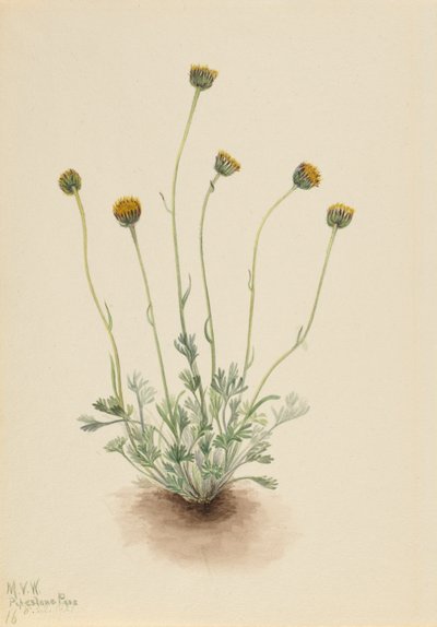 Cut Leaf Fleabane by Mary Vaux Walcott