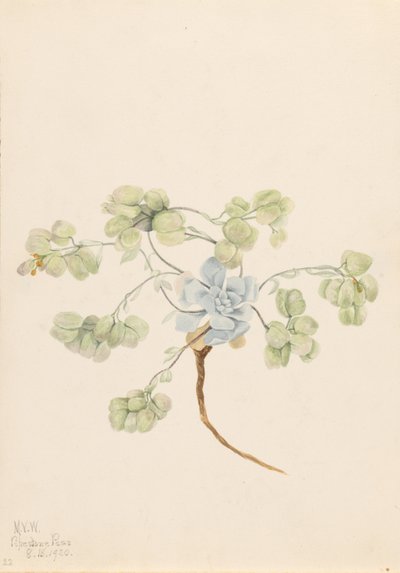 Double Bladderpod by Mary Vaux Walcott