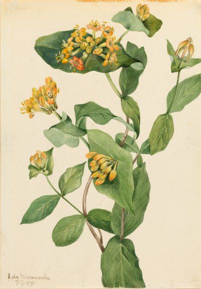 Douglas Honeysuckle by Mary Vaux Walcott