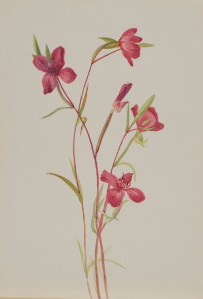 Farewell to Spring (Godetia amoena lilja) by Mary Vaux Walcott