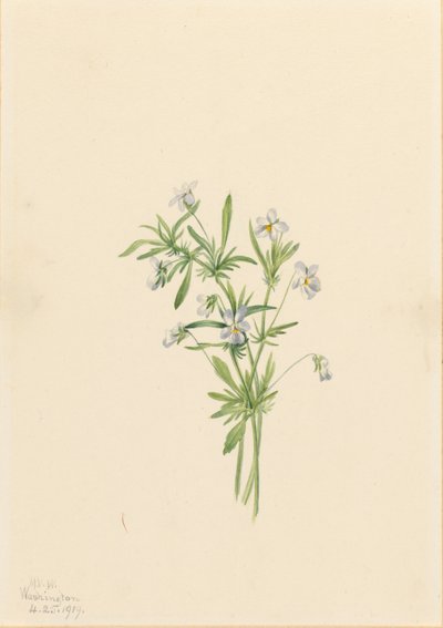 Field Violet by Mary Vaux Walcott