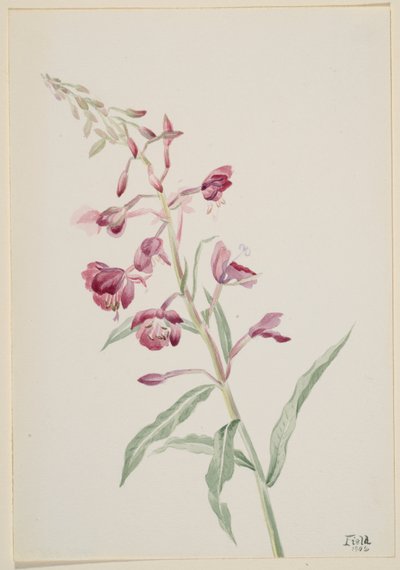 Fireweed by Mary Vaux Walcott