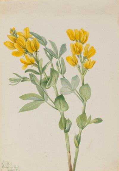 Goldenpea Thermopsis Rhombifolia by Mary Vaux Walcott