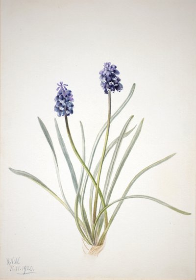 Grape Hyacinth Muscari racemosum, 1920 by Mary Vaux Walcott