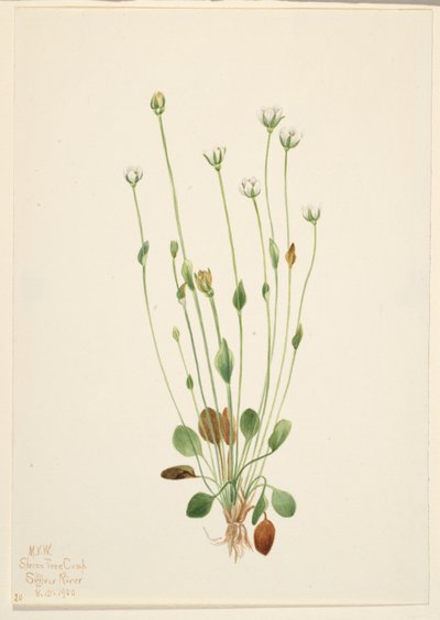 Gray Ragwort by Mary Vaux Walcott