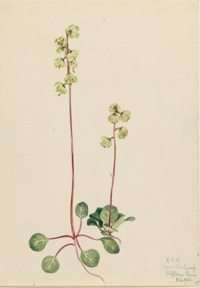 Green Pyrola by Mary Vaux Walcott