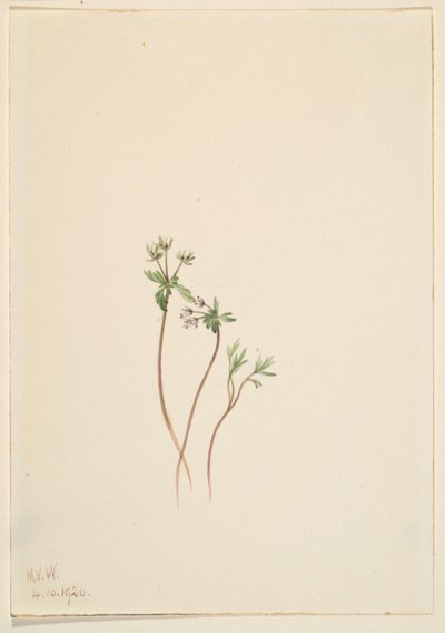 Harbinger of Spring by Mary Vaux Walcott