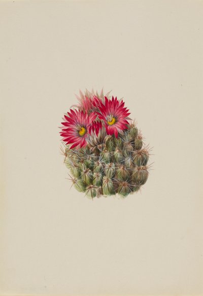 Hedgehog Cactus by Mary Vaux Walcott