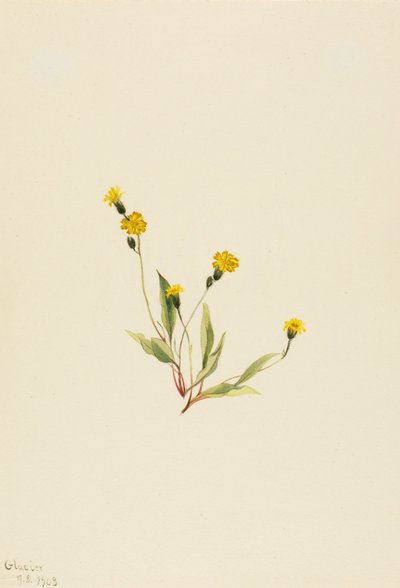 Slender Hawkweed by Mary Vaux Walcott