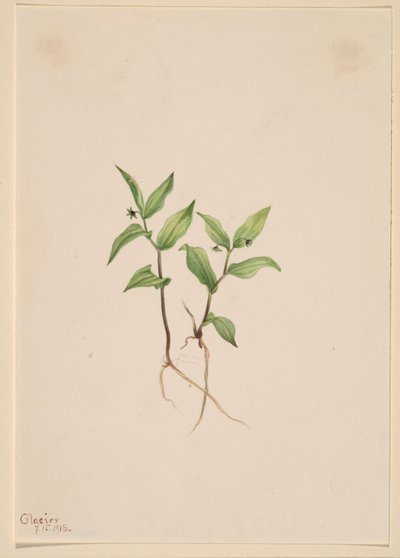 Kruhsea by Mary Vaux Walcott