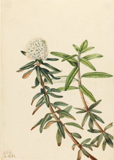 Labrador Tea by Mary Vaux Walcott