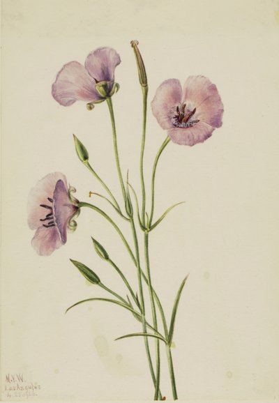 Lilac Mariposa by Mary Vaux Walcott