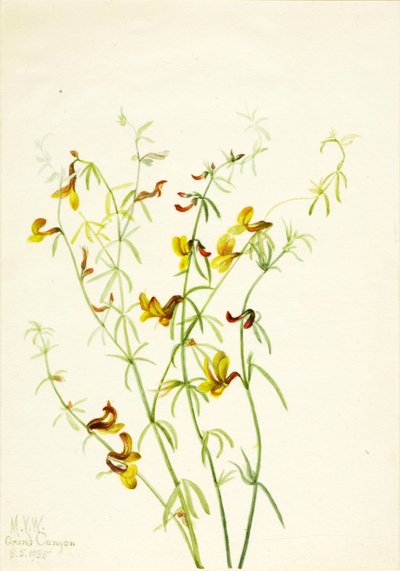 Lotus puberulus by Mary Vaux Walcott