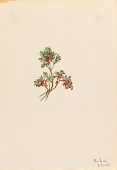 Low Whortleberry by Mary Vaux Walcott