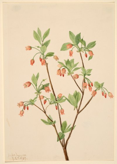Menziesea by Mary Vaux Walcott