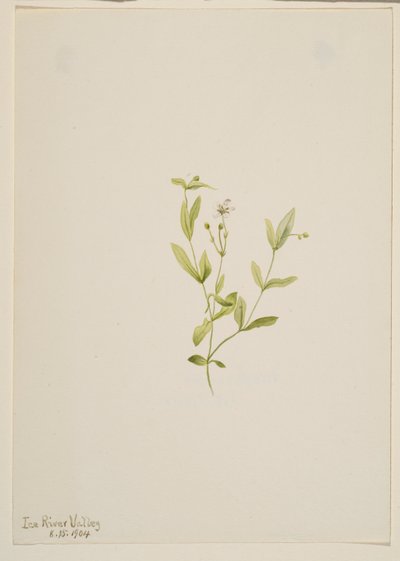Moehringia laberiflora by Mary Vaux Walcott