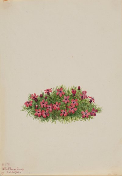 Moss Campion by Mary Vaux Walcott