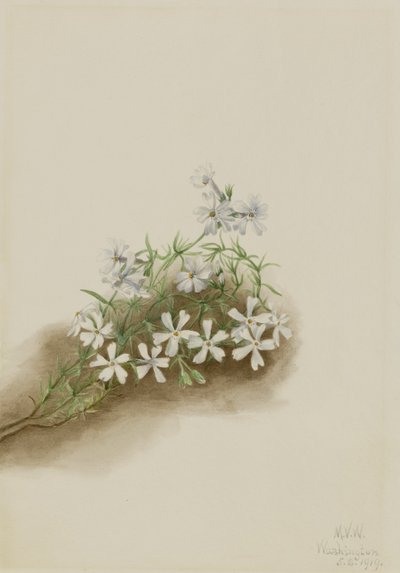 Moss Pink by Mary Vaux Walcott