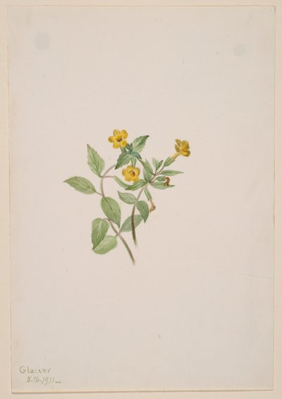 Musk-Flower by Mary Vaux Walcott