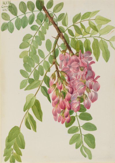 New Mexican Locust by Mary Vaux Walcott