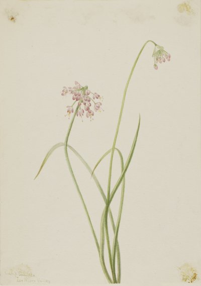 Nodding Onion by Mary Vaux Walcott