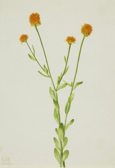 Orange Polygala by Mary Vaux Walcott