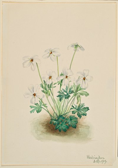 Pansy Violet by Mary Vaux Walcott