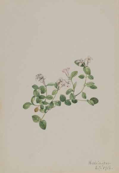 Partridgeberry Mitchella repena by Mary Vaux Walcott